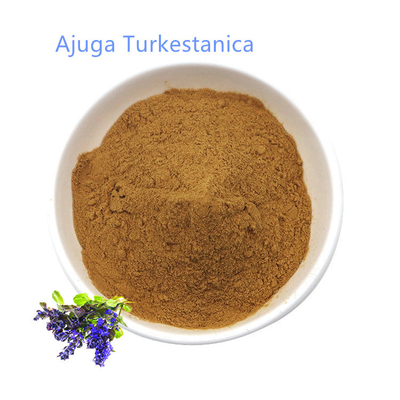 High Quality Bulk Ajuga Turkestanica Extract Powder