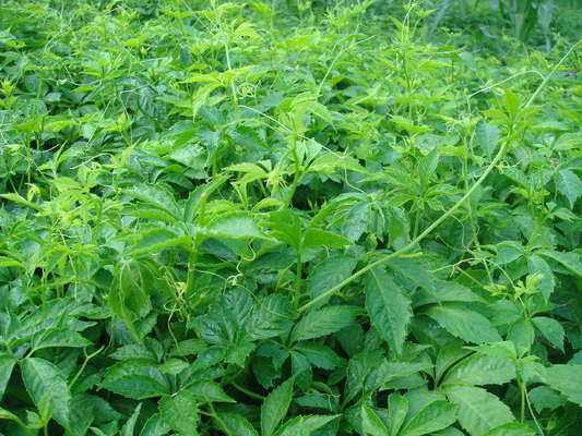 Gynostemma Pentaphyllum Extract Jiaogulan Extract Powder