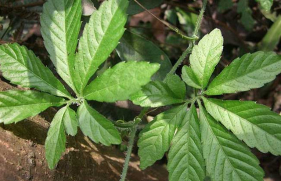 Gynostemma Pentaphyllum Extract Jiaogulan Extract Powder