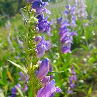 Baicalin Radix Scutellariae Extract Scutellaria Baicalensis George Extract