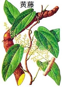 Fibraurea Recisa Pierre Extract Palmatine CAS NO. 3486-67-7