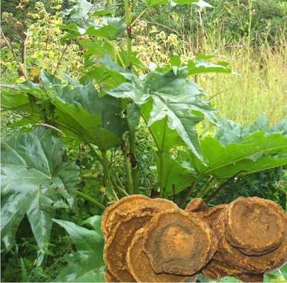 Fibriuretinin Pure Plant Extracts Recisa Pierre Extract Palmatine Fibrauretine Powder