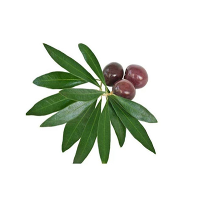 Health Food Pure Plant Extracts 40% Olive Leaf Extract Oleuropein Powder