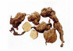 501-36-0 Glutathione Extract , He Shou Wu Polygonum Multiflorum Powder