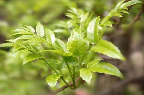 98% Hovenia Dulcis Extract Powder Vine Tea Dihydromyricetin CAS 27200-12-0