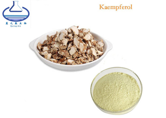 Rhizoma Kaempferia Galanga Extract 50% Kaempferol Powder